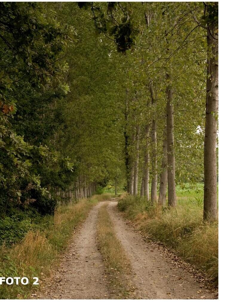 Tree-lined avenue leading to the estate