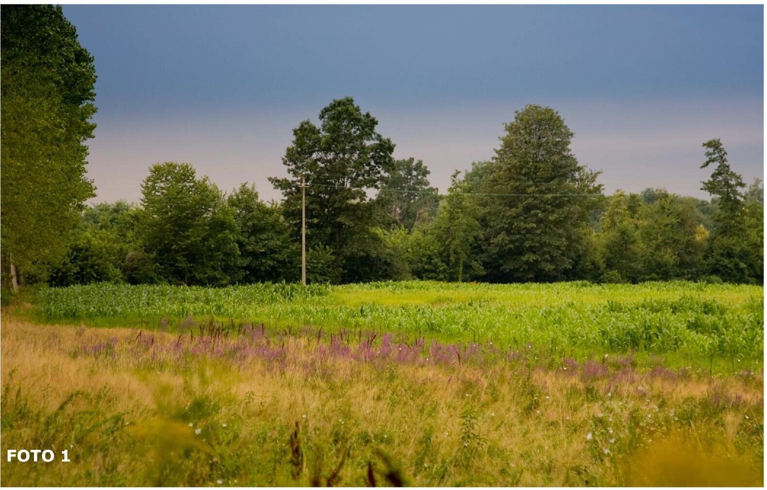 Open meadows of the estate
